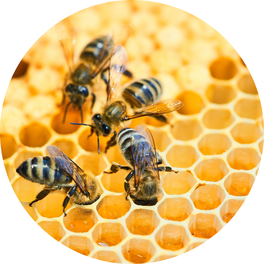 TagRecede Bee Venom Spray